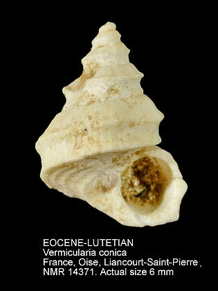 EOCENE-LUTETIAN Vermicularia conica.jpg - EOCENE-LUTETIANVermicularia conica(Lamarck,1804)